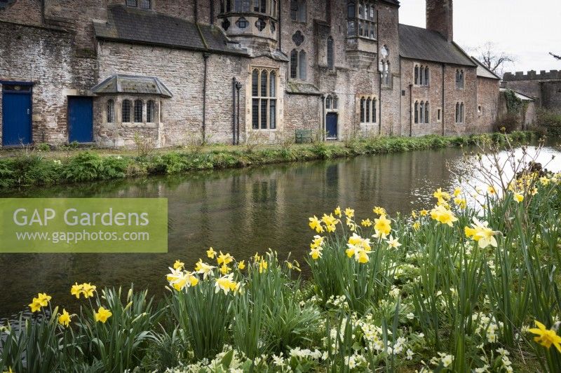 Moat fringed with daffodils at the Bishop's Palace, Wells in March