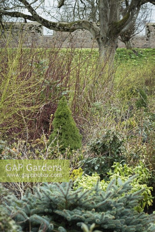 Winter borders in the South Garden at Bishop's Palace, Wells in March including Picea glauca var. albertiana 'Conica', bluish Picea pungens 'Globosa', cornus and mahonias.