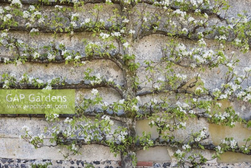 Pear 'Marie Louise' trained onto a wall at Houghton Lodge gardens in Hampshire in April