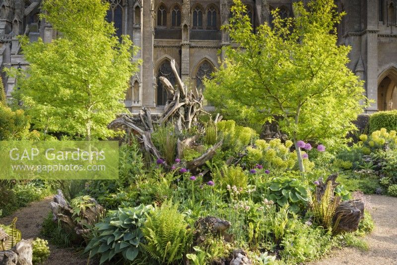 The Stumpery at Arundel Castle, West Sussex, in May featuring liquidambars, ferns, hellebores, euphorbias, alliums and Aquilegia 'Nora Barlow' with Arundel Cathedral as backdrop.