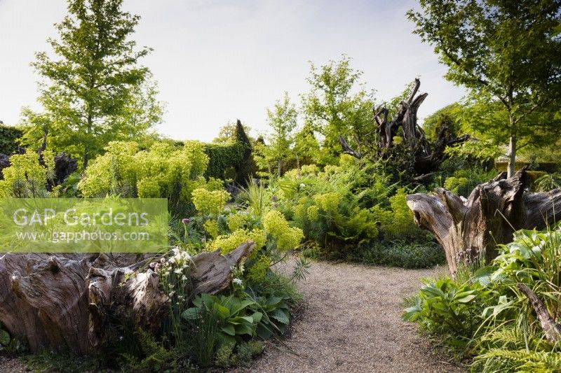 The Stumpery at Arundel Castle, West Sussex, in May with big tree stumps surrounded by lush planting including euphorbias, liquidambar, aquilegias, ferns and chives.