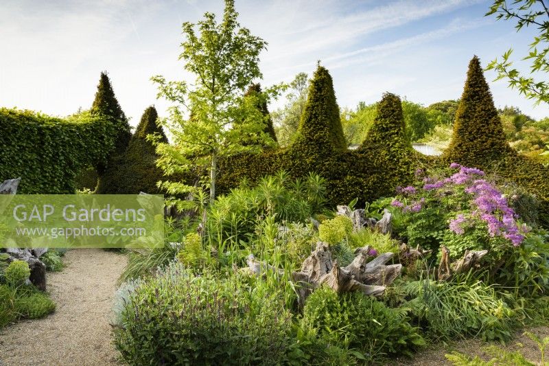 The Stumpery at Arundel Castle, West Sussex, in May backed by a shaped yew hedge and featuring lush planting including liquidambar, thalictrums, euphorbias, hostas and ferns.