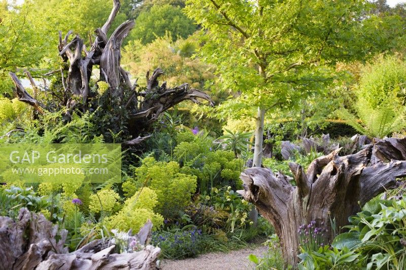The Stumpery at Arundel Castle, West Sussex, in May with sculptural stumps surrounded by euphorbias, alliums, ferns, hostas and liquidambars.