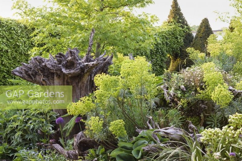 The Stumpery at Arundel Castle, West Sussex, in May with sculptural stumps surrounded by euphorbias, alliums, ferns, hostas and liquidambars.