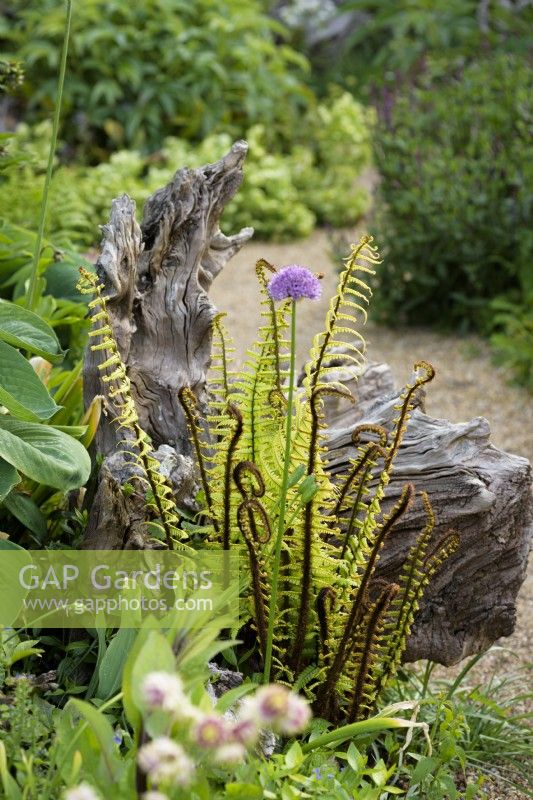Dryopteris wallichiana and alliums in the Stumpery at Arundel Castle, West Sussex in May