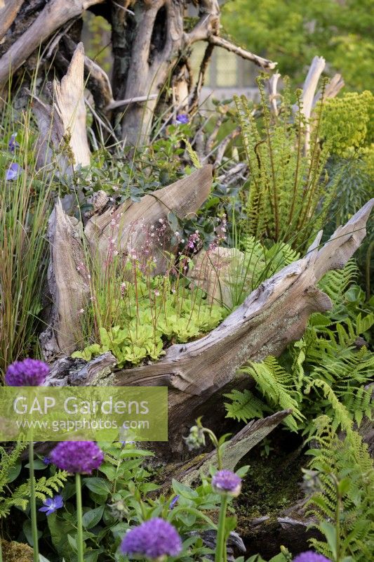 Tree stumps surrounded by ferns, alliums, periwinkles and saxifrages in the Stumpery at Arundel Castle, West Sussex in May