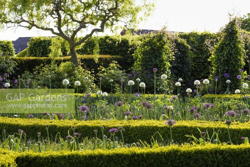 Alliums in the kitchen garden at Arundel Castle, West Sussex in May including white Allium 'Mont Blanc' and purple Allium cristophii