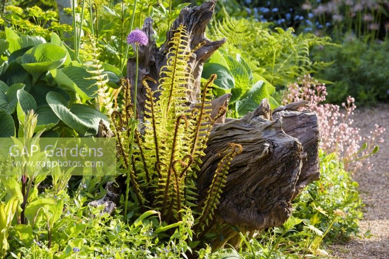 The Stumpery at Arundel Castle in May where sculptural tree stumps are surrounded by lush planting including ferns such as Dryopteris wallichiana, alliums, saxifrages and hostas.