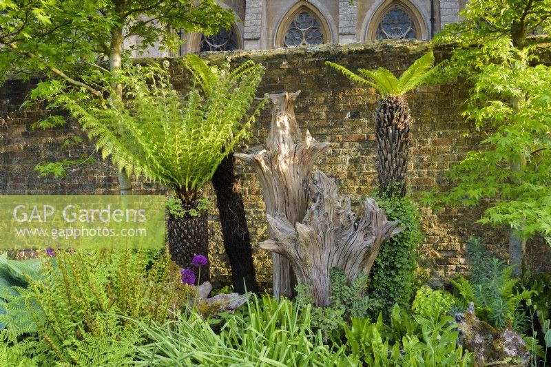 The Stumpery at Arundel Castle in May where sculptural tree stumps are surrounded by lush planting including tree ferns, alliums and liquidambars.