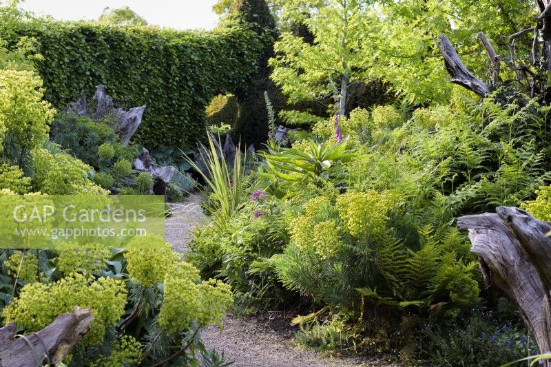 The Stumpery at Arundel Castle in May where sculptural tree stumps are surrounded by lush planting including ferns, euphorbias and liquidambars.