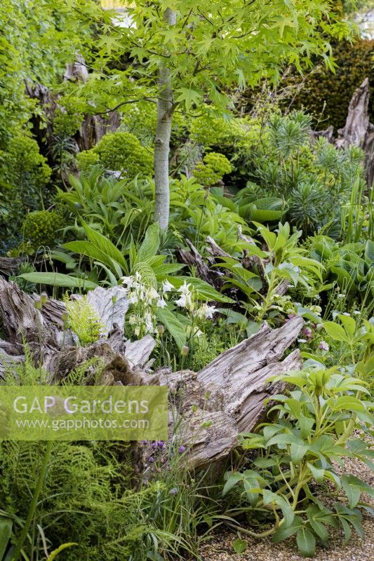 The Stumpery at Arundel Castle in May where sculptural tree stumps are surrounded by lush planting including ferns, aquilegias, hellebores, euphorbias and liquidambars.