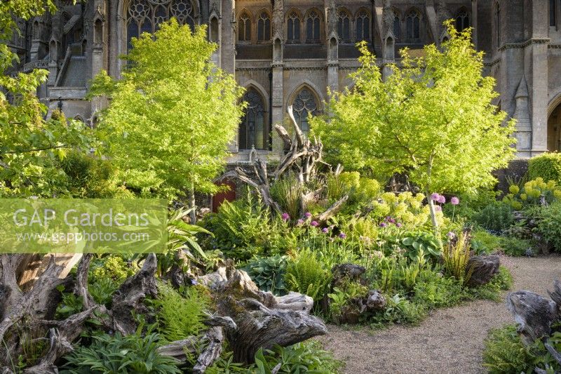 The Stumpery at Arundel Castle in May where sculptural tree stumps are surrounded by lush planting including ferns, alliums, hostas, euphorbias and liquidambars.