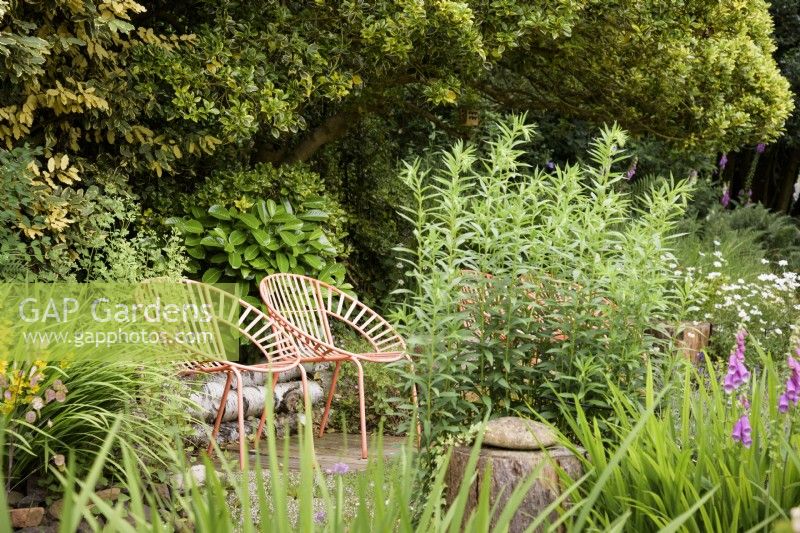 A pair of orange metal garden seats surrounded by lush planting including Prunus laurocerasus, hollies and foxgloves in a cottage garden in June
