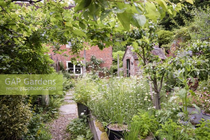 Cottage garden in a woodland setting with gravel paths and railway sleepers used to create structure in a cottage garden in June. In the foreground are herbs including parsley, chives and borage, around an apple tree.