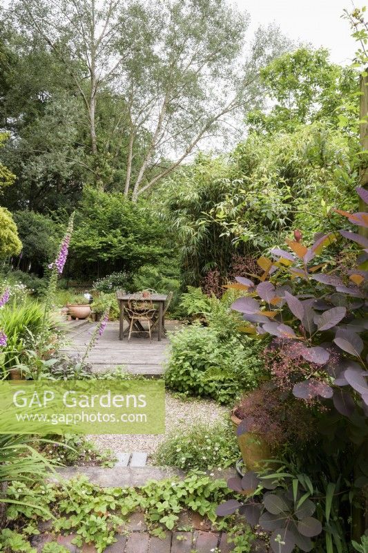 Simple dining deck surrounded by trees and soft planting including bamboo, foxgloves, self seeded wild strawberry, Fragaria vesca, Erigeron karvinskianus and dark purple leaved Cotinus coggygria 'Royal Purple' in a cottage garden in June