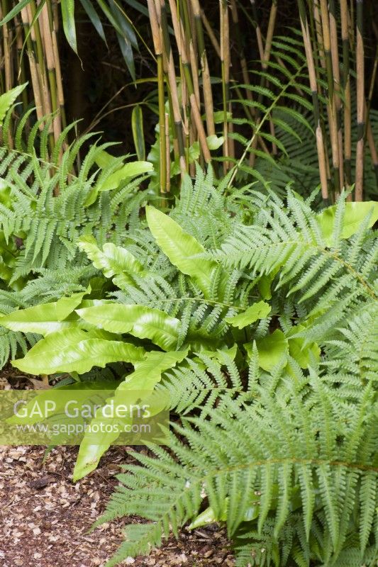 Asplenium scolopendrium and other ferns below bamboo in June