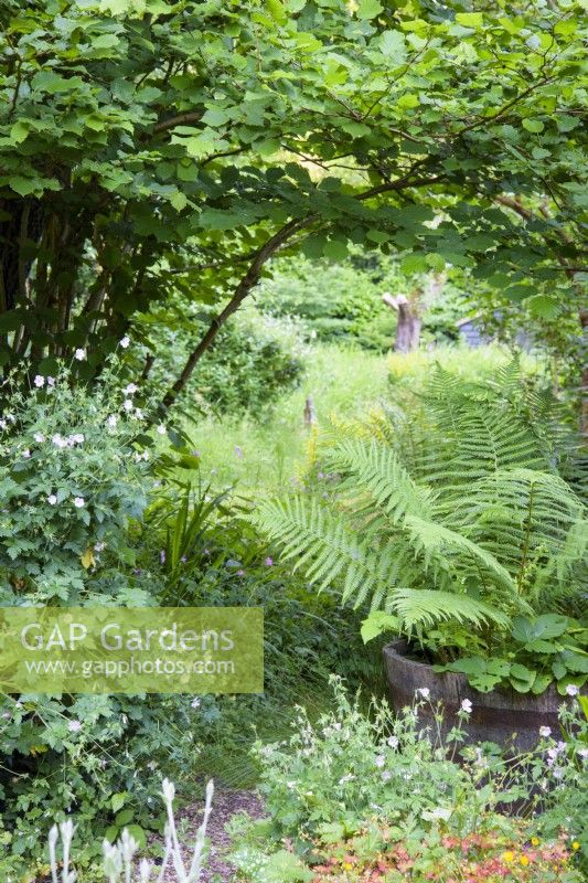 Path into the more naturalistic areas of the garden passes a large fern in a half barrel and hardy geraniums in a cottage garden in June