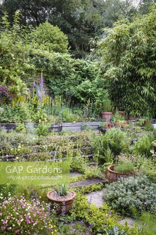 Sloping garden where railway sleepers have been used to make mini terraces, with a profusion of planting including self seeded Erigeron karvinskianus, rock roses, ferns and foxgloves with tall bamboos, hollies and woodland behind a cottage garden in June