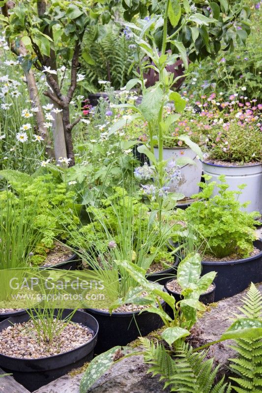 Container grown herbs are slotted into a raised bed constructed from railway sleepers in a cottage garden in June
