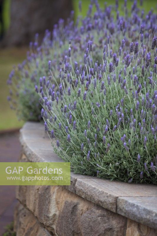 Lavandula dentata,French lavender growing in a curved raised garden bed.