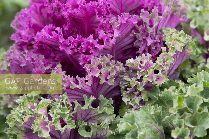 Brassica oleracea - Kale 'Rainbow Candy Crush'