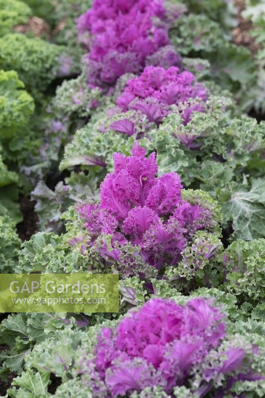 Brassica oleracea - Kale 'Rainbow Candy Crush'