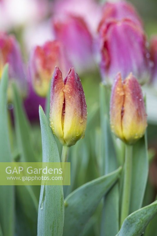 Tulipa - Tulip 'Amber glow' with raindrops