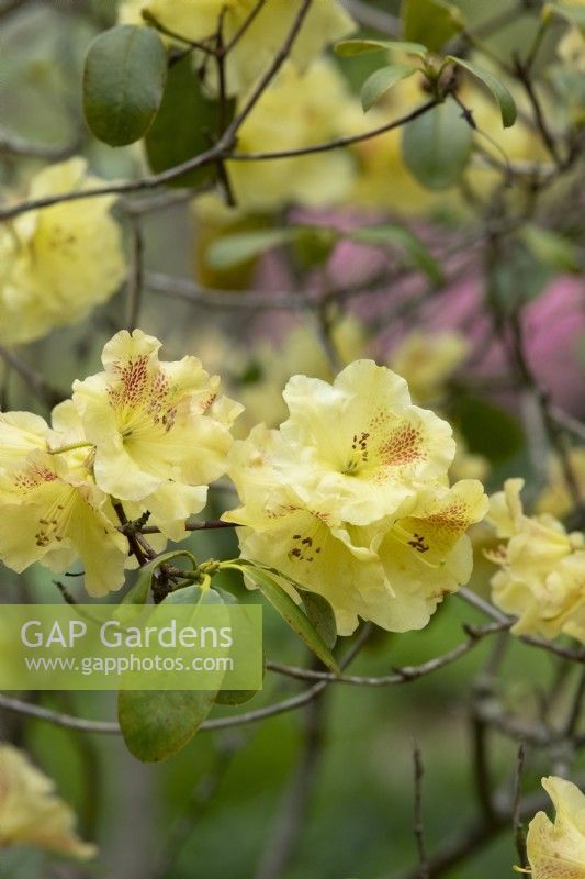 Rhododendron 'Golden wit'