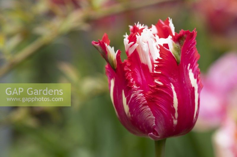 Tulipa 'Estella Rynveld' - Tulip