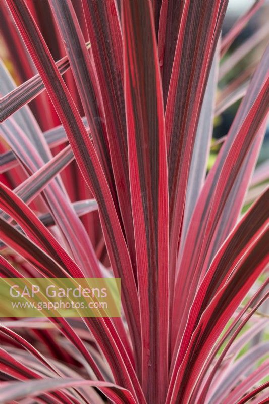 Cordyline australis 'Pink star' - Cabbage palm 