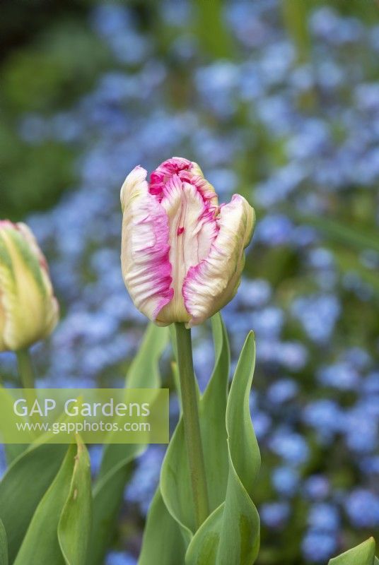Tulipa 'Parrot Pink Vision' - Tulip