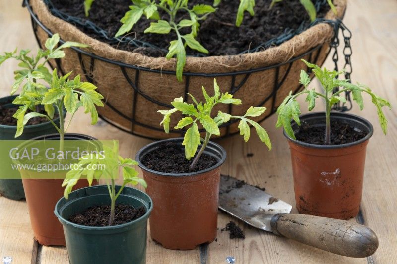 Solanum lycopersicum - Young tomato 'Maskotka' plants 