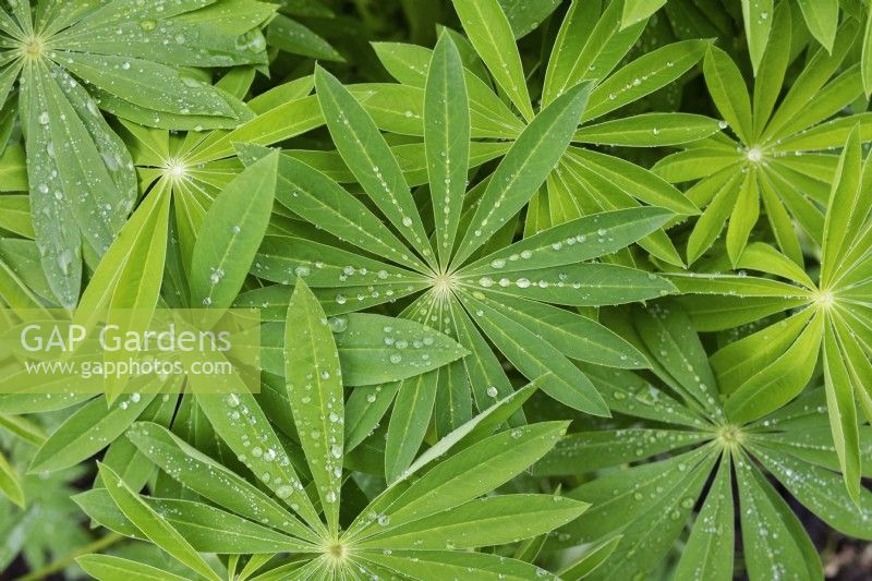 Lupinus - Lupin leaves after the rain