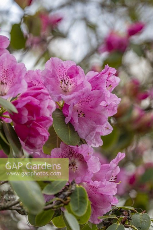 Rhododendron oreodoxa var. fargesii april