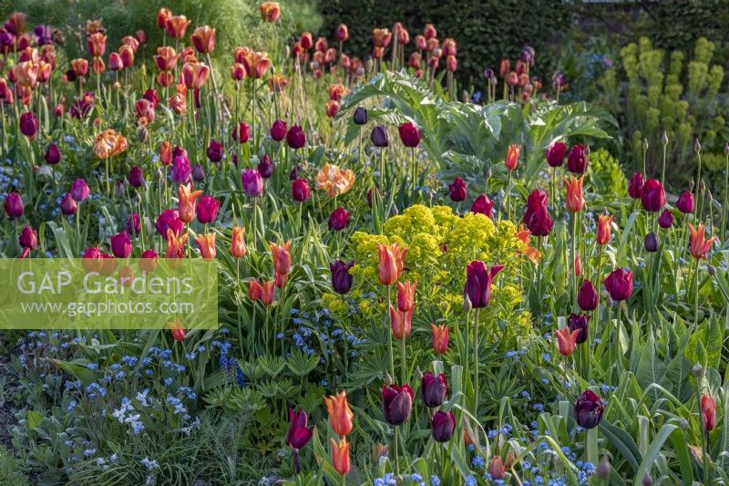Spring border with Tulips in April, The Oast, East Sussex