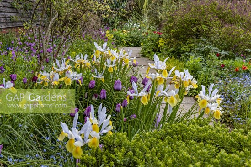 Iris hollandica 'Apollo' in The Barn Garden at Great Dixter in May