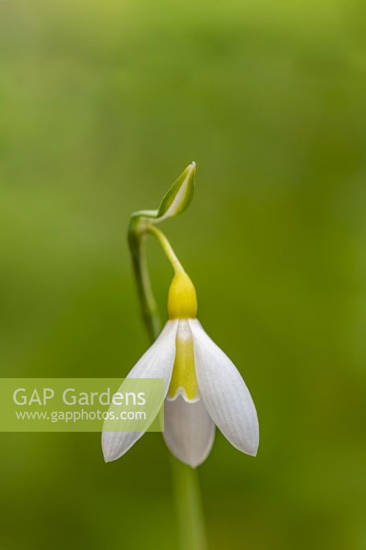 Galanthus plicatus 'Wendy's Gold' yellow snowdrop in February