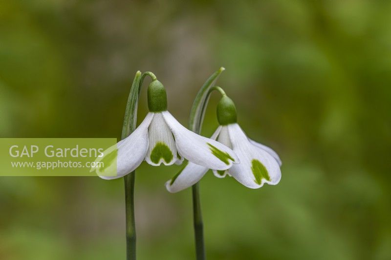 Galanthus 'Trumps' snowdrops in February