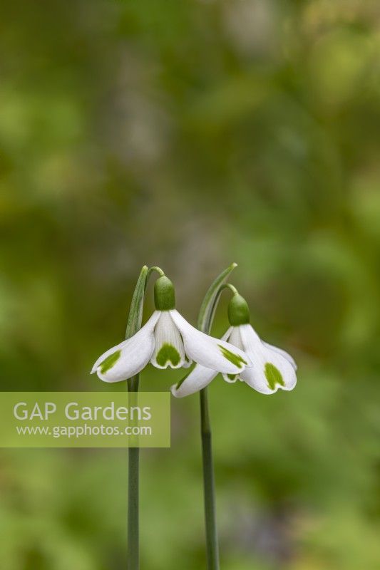 Galanthus 'Trumps' snowdrops in February