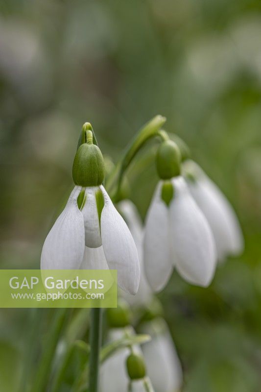 Galanthus 'Cicely Hall' snowdrops in February