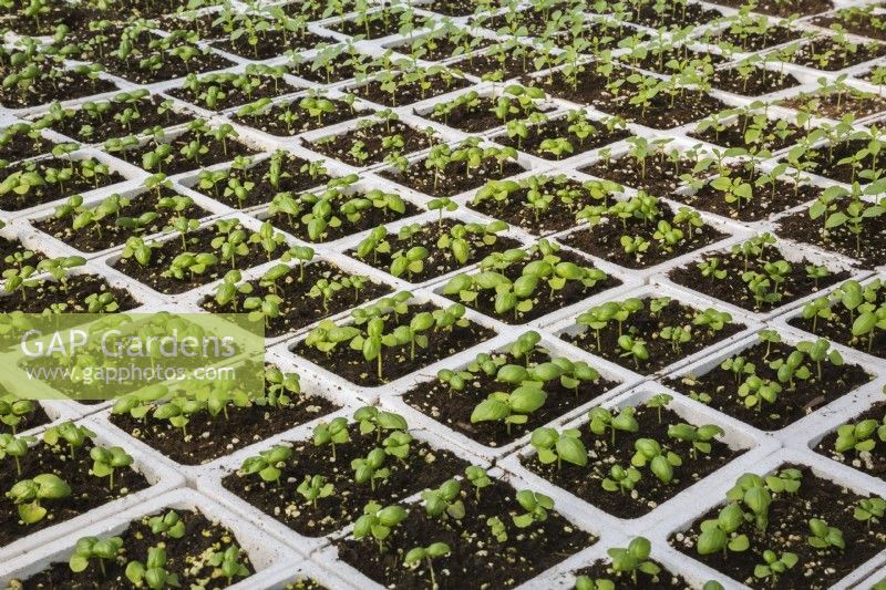 Ocimum basilicum - Basil plants growing in white styrofoam trays inside a greenhouse, Quebec, Canada