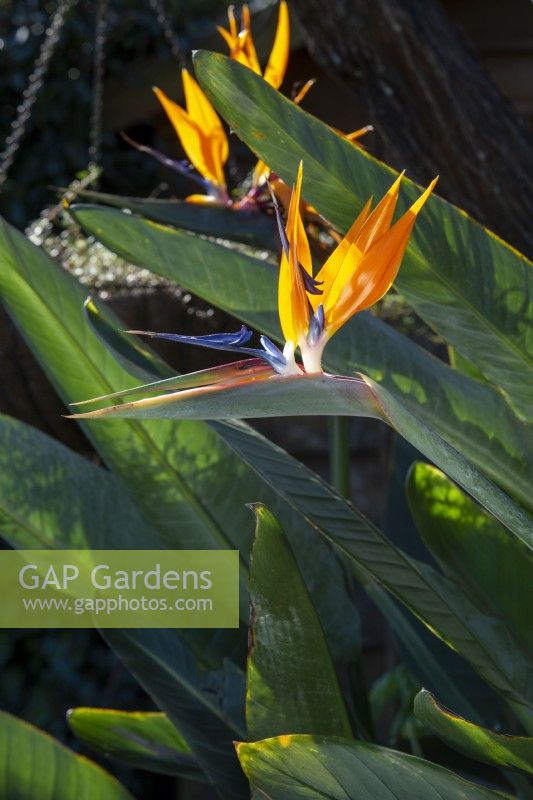 Strelitzia reginae Bird paradise flower