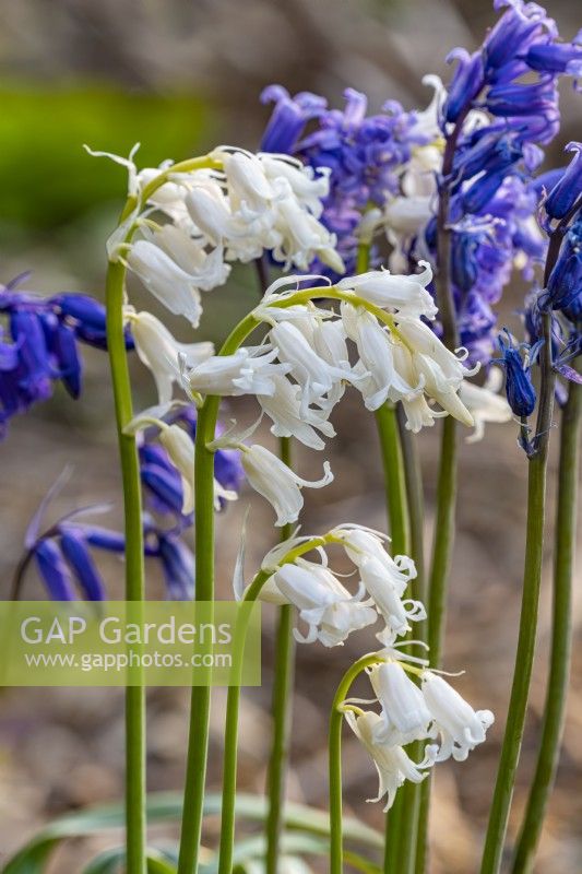 Hyacinthoides non-scripta 'Alba' - white form common English bluebells  in May