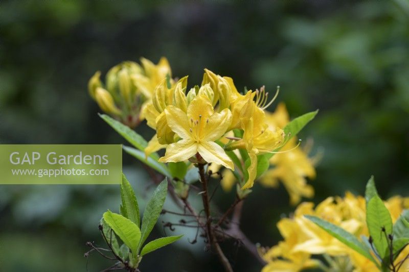 Rhododendron 'Nancy waterer'