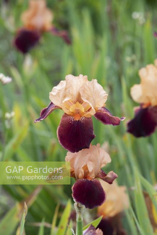 Tall bearded iris 'Cimarron Strip'