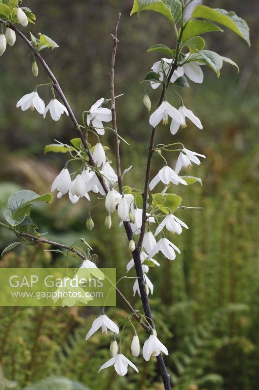 Halesia diptera Magniflora group -  large flowered Silverbell - May
