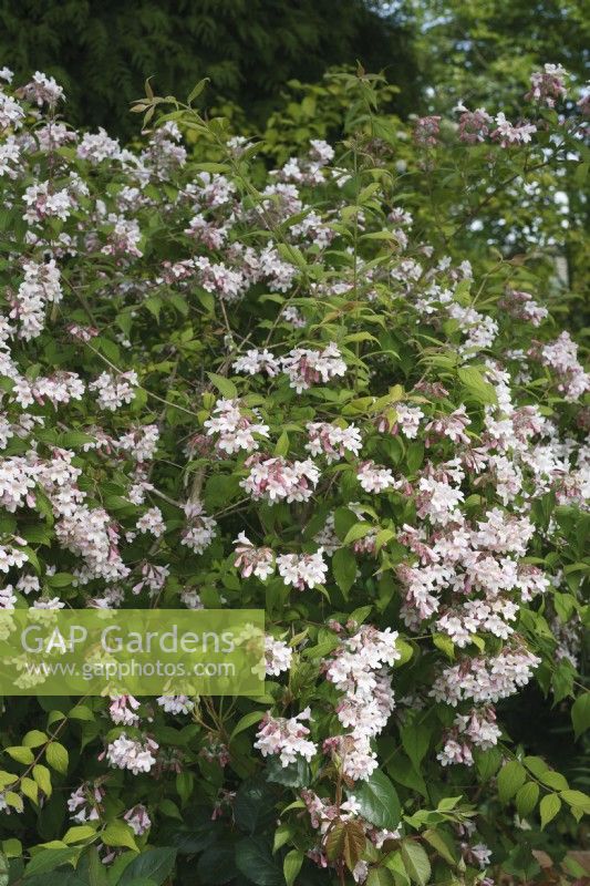 Kolkwitzia amabilis - Beauty bush - May