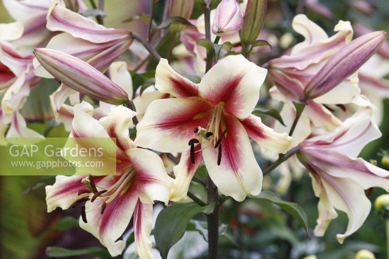 Lilium 'Flavia' - Oriental Trumpet Lily - July