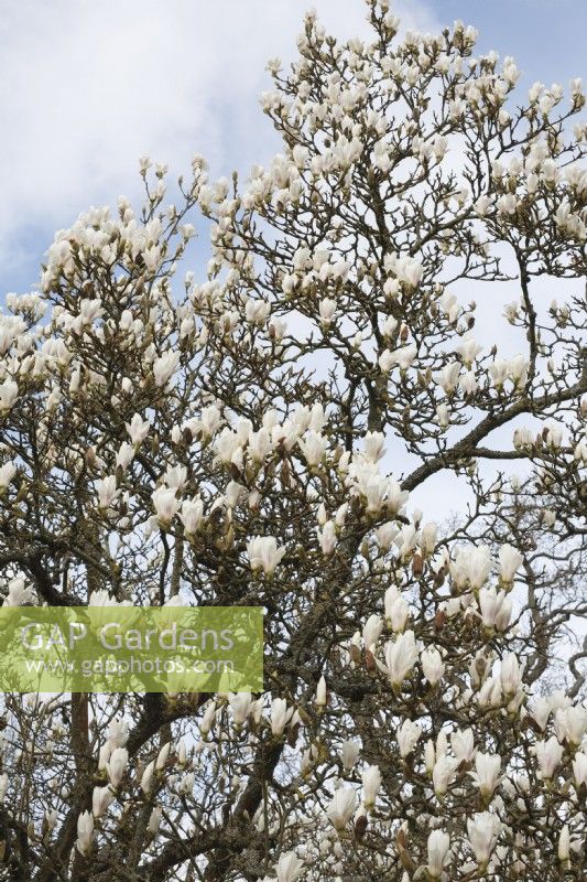 Magnolia denudata - March