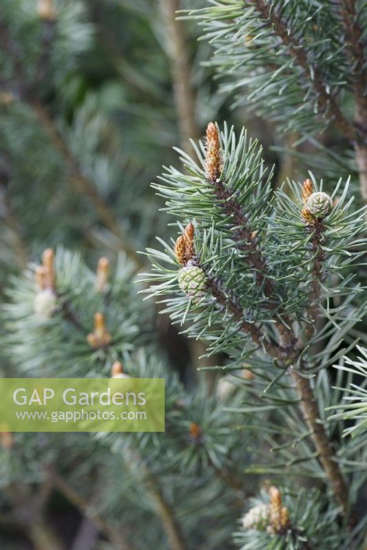 Picea sylvestris 'Beuvronensis' - Scots pine - May
